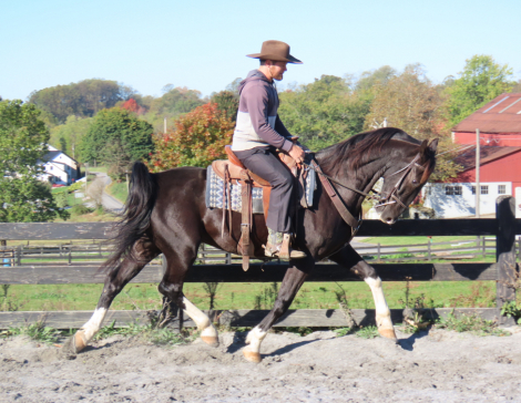 HorseID: 2302644 Honey Brook Prince - PhotoID: 1084905