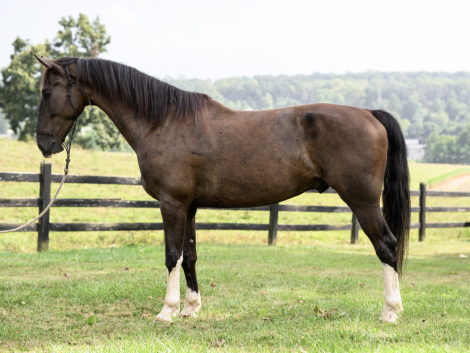 HorseID: 2302644 Honey Brook Prince - PhotoID: 1084906