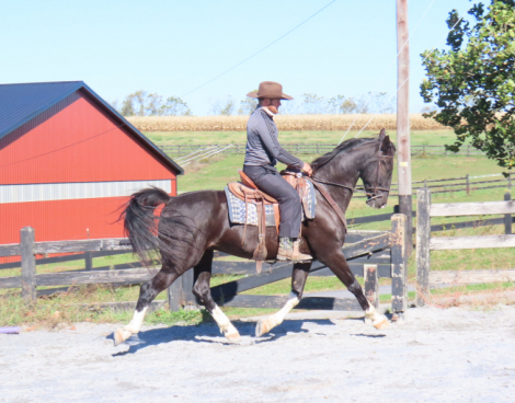 HorseID: 2302644 Honey Brook Prince - PhotoID: 1084907