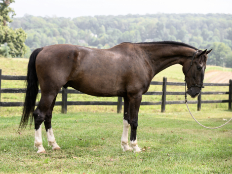 HorseID: 2302644 Honey Brook Prince - PhotoID: 1087568