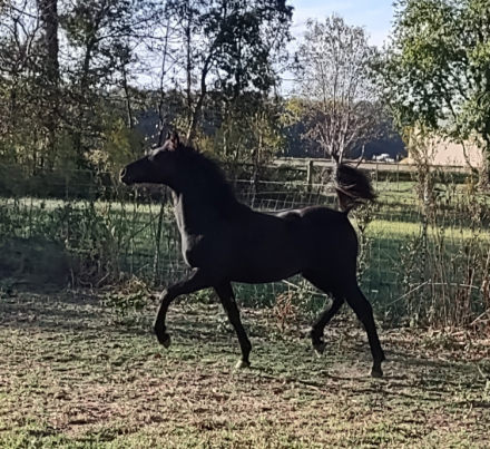 HorseID: 2302651 Amazing Grace - PhotoID: 1085562