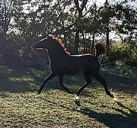 HorseID: 2302651 Amazing Grace - PhotoID: 1085981