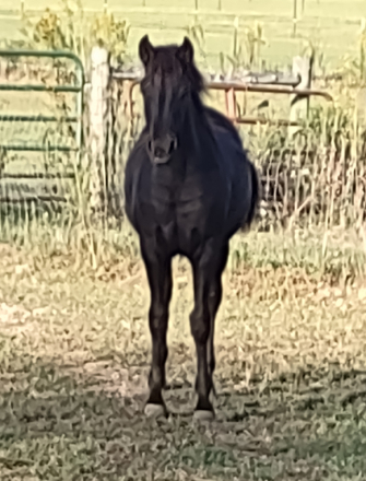 HorseID: 2302651 Amazing Grace - PhotoID: 1085982