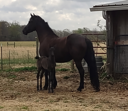 HorseID: 2302651 Amazing Grace - PhotoID: 1085983