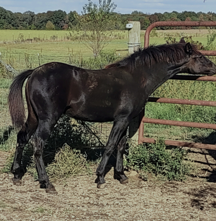 HorseID: 2302651 Amazing Grace - PhotoID: 1085984