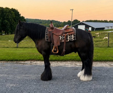 HorseID: 2302660 KNIGHT - PhotoID: 1101100