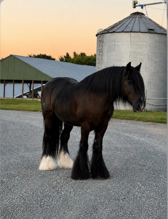 HorseID: 2302660 KNIGHT - PhotoID: 1101103