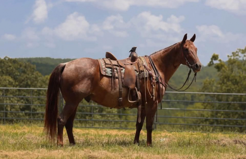 HorseID: 2302691 SCR PEPTOES CITYKID - PhotoID: 1098367