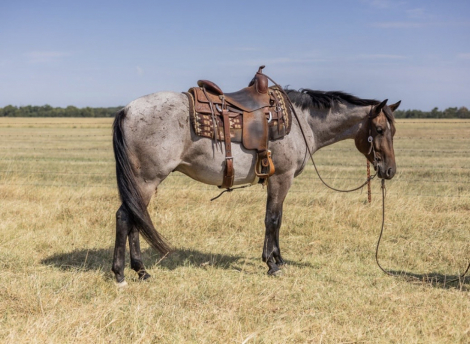 HorseID: 2302710 LOPIN A GOODRIDE - PhotoID: 1098288