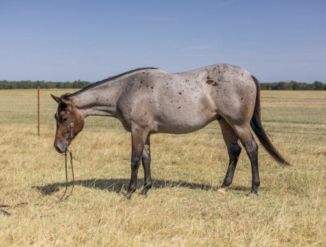 HorseID: 2302710 LOPIN A GOODRIDE - PhotoID: 1098289