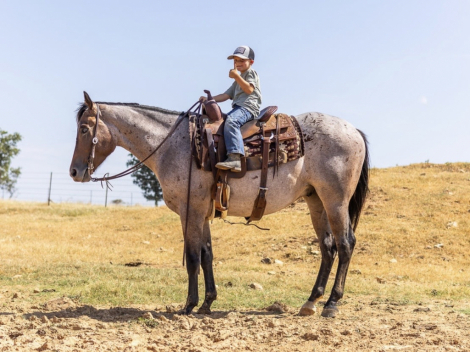 HorseID: 2302710 LOPIN A GOODRIDE - PhotoID: 1098291
