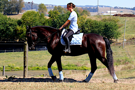 HorseID: 2302809 J K Nickey - PhotoID: 1087605