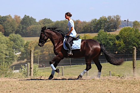 HorseID: 2302809 J K Nickey - PhotoID: 1087606