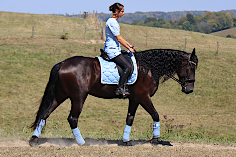 HorseID: 2302809 J K Nickey - PhotoID: 1087607