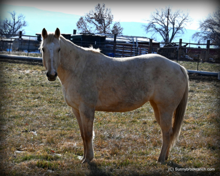 HorseID: 2302839 Peggy - PhotoID: 1085226