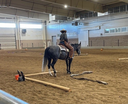 HorseID: 2302840 Playin in Gray - PhotoID: 1085231