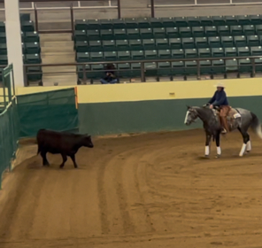 HorseID: 2302840 Playin in Gray - PhotoID: 1085232