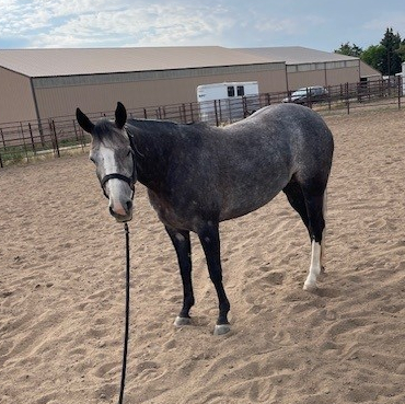 HorseID: 2302840 Playin in Gray - PhotoID: 1085233