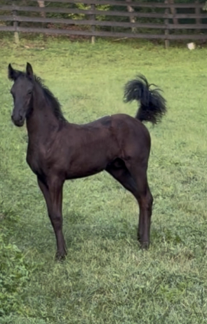 HorseID: 2302846 Psalm RM/$1000 Black Friday Discount (7500) - PhotoID: 1087829