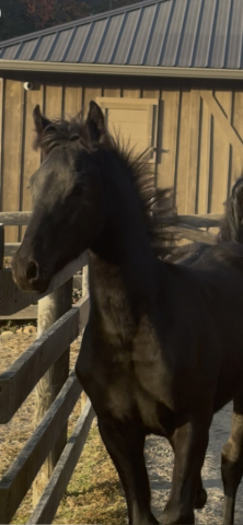 HorseID: 2302846 Psalm RM/$1000 Black Friday Discount (7500) - PhotoID: 1087830