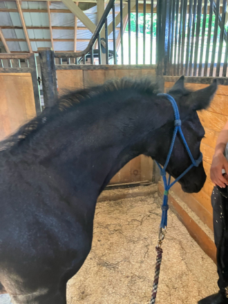 HorseID: 2302846 Psalm RM/$1000 Black Friday Discount (7500) - PhotoID: 1087831