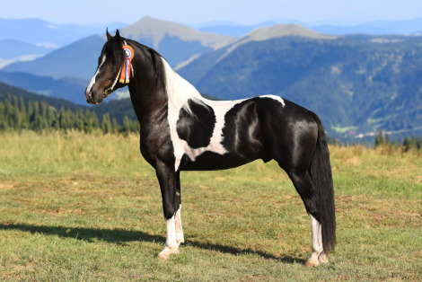 HorseID: 2302846 Psalm RM/$1000 Black Friday Discount (7500) - PhotoID: 1087832