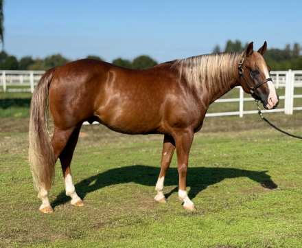 HorseID: 2302871 Tricked Out Tivito - PhotoID: 1085284