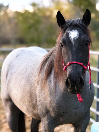 HorseID: 2302875 Metallic Blue Venom - PhotoID: 1087858