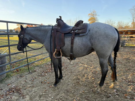 HorseID: 2302875 Metallic Blue Venom - PhotoID: 1087859