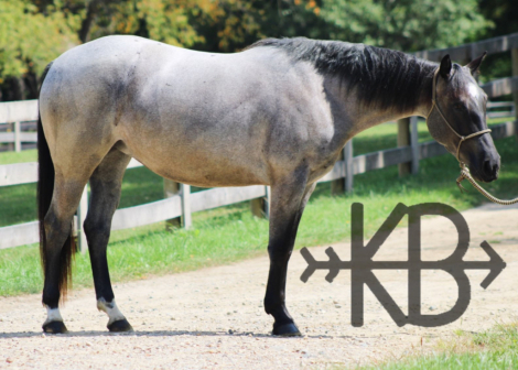 HorseID: 2302875 Metallic Blue Venom - PhotoID: 1087860