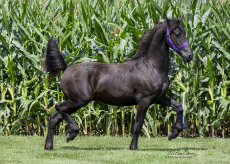 HorseID: 2302901 Bryce - PhotoID: 1087782