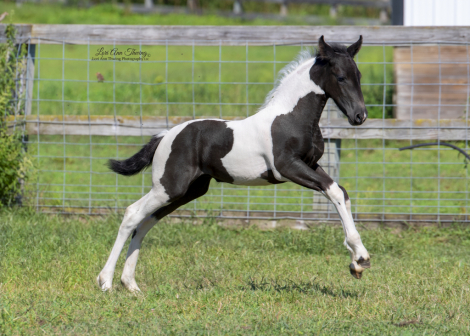 HorseID: 2302903 Paris - PhotoID: 1087781