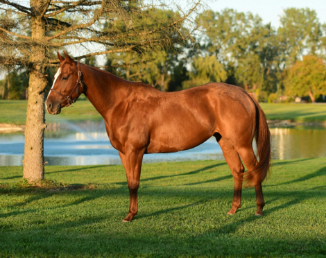 HorseID: 2302964 Radical Sleepless Nights - PhotoID: 1085856