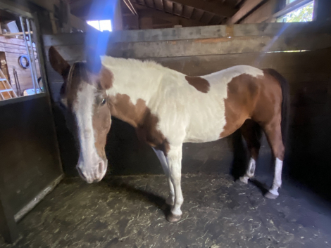 HorseID: 2302968 McCue's Last Straw - PhotoID: 1086208