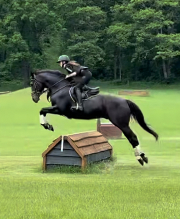 HorseID: 2302999 CHARLI O Cool - PhotoID: 1085924