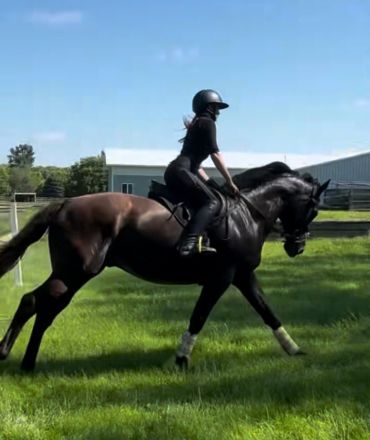 HorseID: 2302999 CHARLI O Cool - PhotoID: 1085925