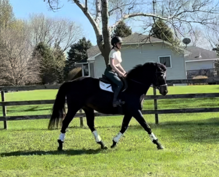 HorseID: 2302999 CHARLI O Cool - PhotoID: 1085926