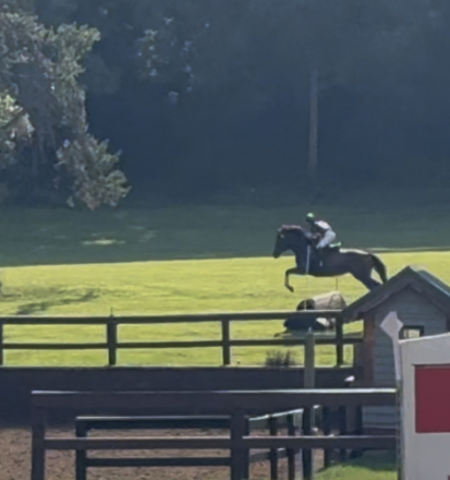 HorseID: 2302999 CHARLI O Cool - PhotoID: 1085927