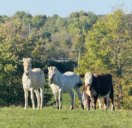 HorseID: 2303062 4G Finnick - PhotoID: 1085886