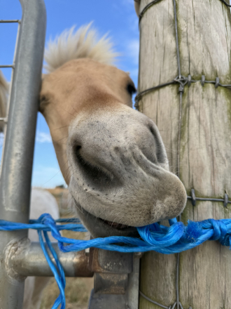 HorseID: 2303062 4G Finnick - PhotoID: 1085887