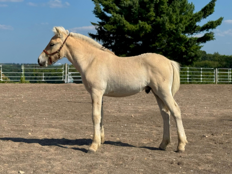 HorseID: 2303062 4G Finnick - PhotoID: 1085888