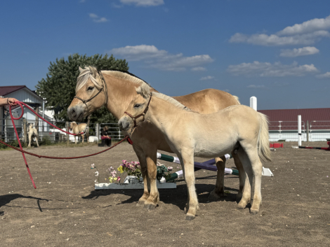 HorseID: 2303062 4G Finnick - PhotoID: 1085889