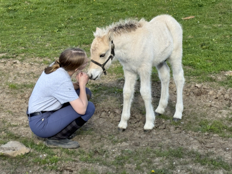 HorseID: 2303062 4G Finnick - PhotoID: 1085890