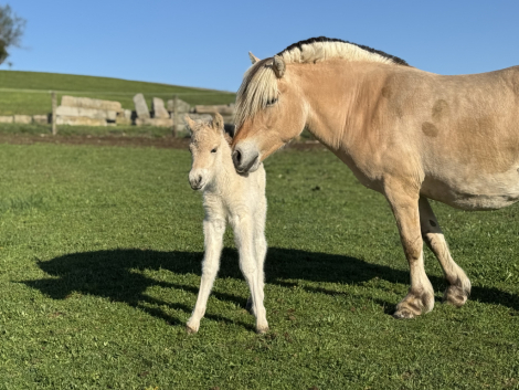 HorseID: 2303062 4G Finnick - PhotoID: 1085891