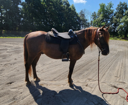 HorseID: 2303071 RRMF NewsFlash - PhotoID: 1087130