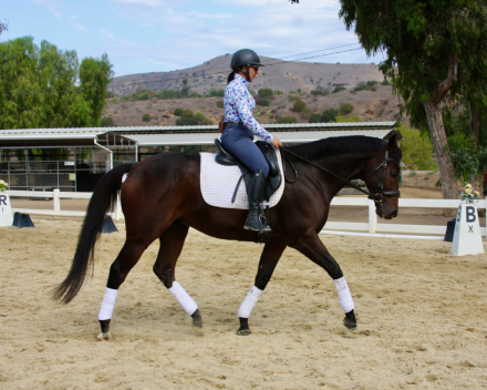 HorseID: 2303101 Wild Bean - PhotoID: 1085915