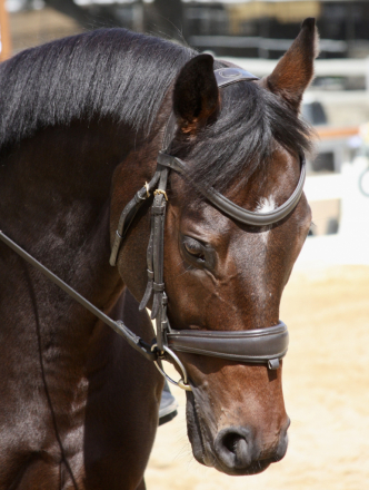 HorseID: 2303101 Wild Bean - PhotoID: 1086995