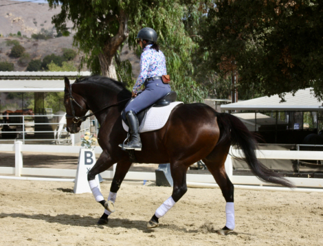 HorseID: 2303101 Wild Bean - PhotoID: 1086996