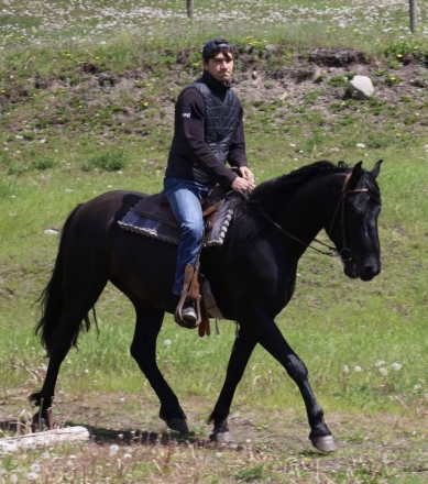 HorseID: 2303108 Galante IALHA - PhotoID: 1086163