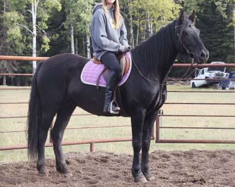 HorseID: 2303108 Galante IALHA - PhotoID: 1086164